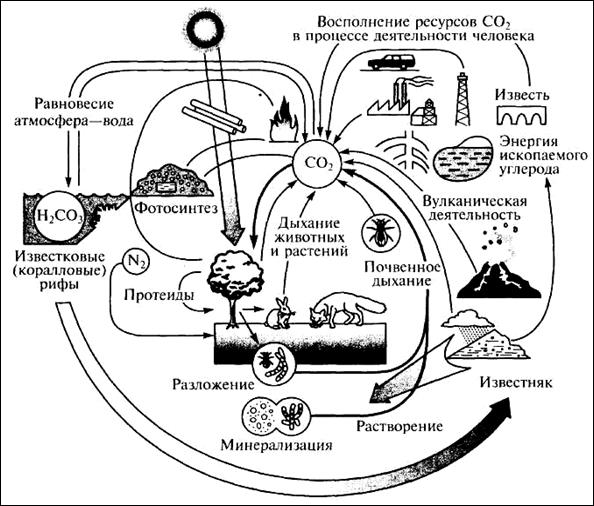 Биогеохимический цикл углерода схема кратко