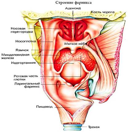 Картинка глотки. Горло анатомия строение. Строение горла и гортани человека. Внутреннее строение горла. Горло гортань глотка анатомия.