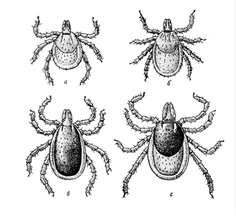 Паразитиформными клещами. Представитель отряда паразитиформные клещи. Паразитиформные клещи иксодовые. Иксодовый клещ строение. Иксодовый клещ систематика.