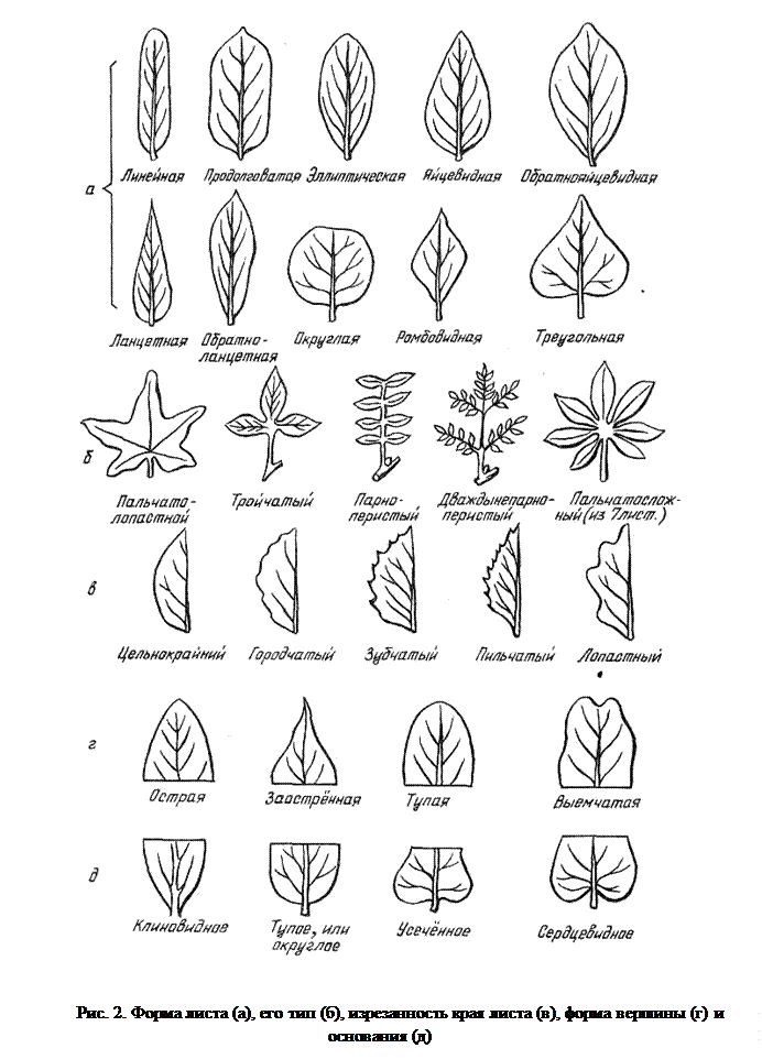 Четыре формы листа. Морфология листа ботаника. Морфология листа таблица. Перисто-лопастная форма листа дерева. Формы листовой пластинки и жилкование.