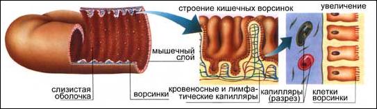 В ворсинках тонкого кишечника в кровь всасываются. Строение ворсинки тонкого кишечника. Строение ворсинки тонкой кишки. Микроворсинки кишечника строение. Строение ворсинки тонкой кишки анатомия.