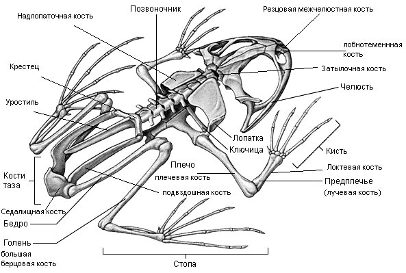 Скелет лягушки позвоночник. Опорно двигательная система лягушки скелет. Строение земноводных скелет лягушки. Строение скелета лягушки биология. Строение опорно двигательной системы земноводных.