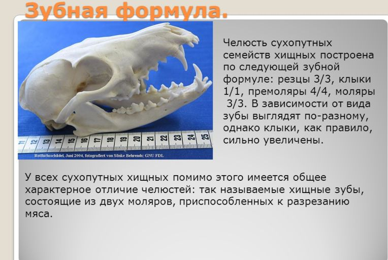 Формула зубов китообразных. Зубная система хищных. Зубная система хищных млекопитающих. Зубы отрядов млекопитающих.
