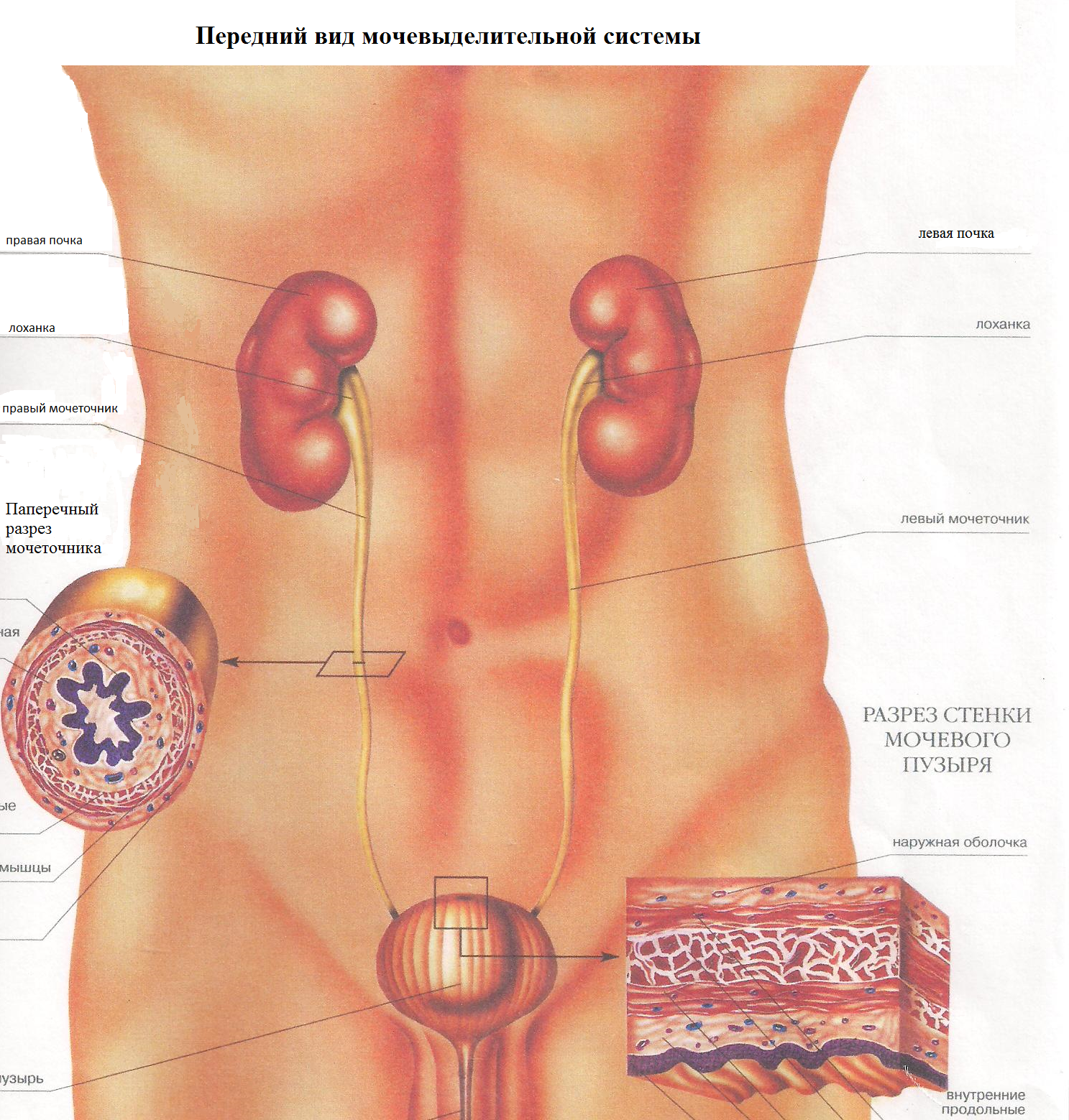 Где находятся почки у человека. Мочевыделительная система человека атлас анатомии.