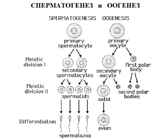 Оогенез