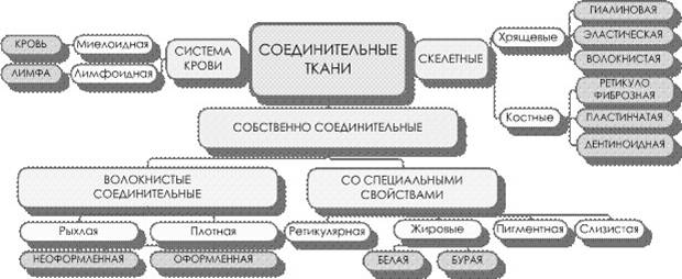 Классификация соединительной ткани. Классификация соединительной ткани схема. Классификация соединительной ткани таблица. Виды соединительной ткани схема. Графологическая схема соединительная ткань.