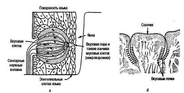 Вкусовой анализатор анатомия схема