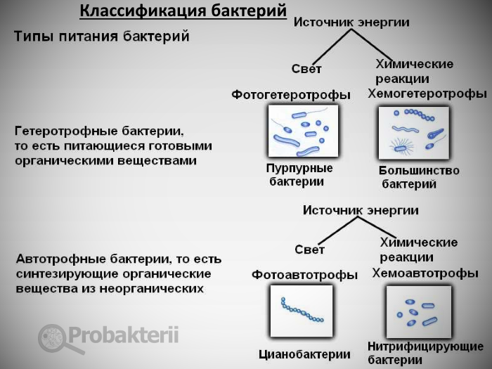 Три группы бактерий. Классификация бактерий. Типы питания бактерий. Типы бактерий классификация. Классификация бактерий микробиология.