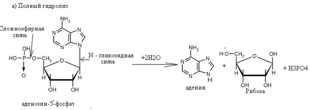 Рибоза реакция гидролиза. Аденозин 5 трифосфат гидролиз. Гидролиз аденозин- 5 – трифосфата. Аденозин 5 фосфат гидролиз. Аденозин 5 фосфат кислотный гидролиз.
