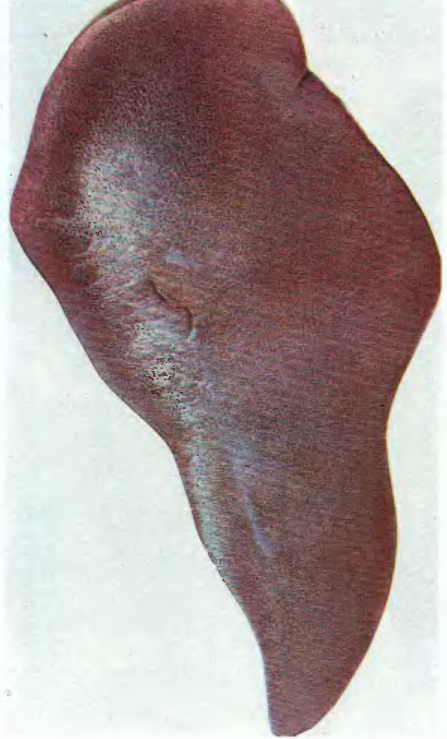 Инфекционная анемия лошадей (Инан). Селезенка коровы анатомия. Селезёнка лошади Инан патанатомия.