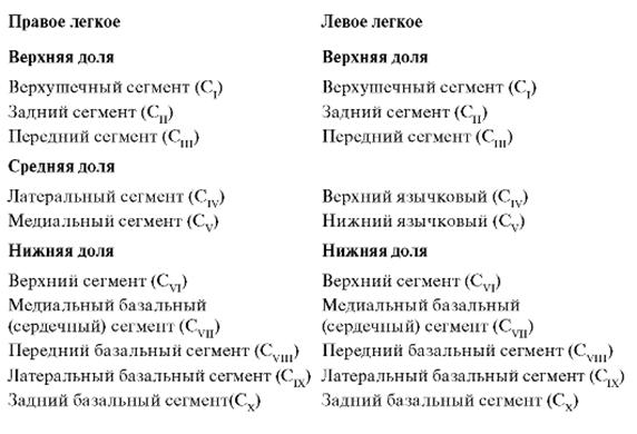 Язычковые сегменты левого. Доли и сегменты легких таблица. Язычковые сегменты легких схема. 6 Сегмент легкого. Сегменты нижней доли легкого.