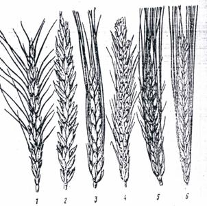 Плоды хлебных злаков под названием. Ботаническая классификация зерновых культур.. Хлебный злак 3 класс. Нарисуй растение хлебный злак. Нарисовать растение хлебный злак.