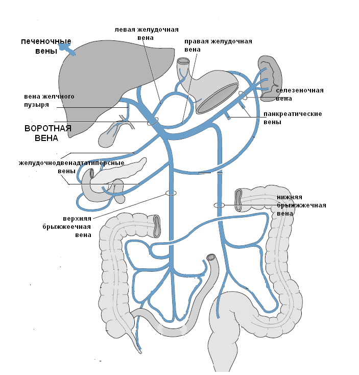 Нижняя полая вена печеночная вена. Воротная Вена, источники формирования, топография. Система воротной вены анатомия схема. Схема венозной системы воротной вены.