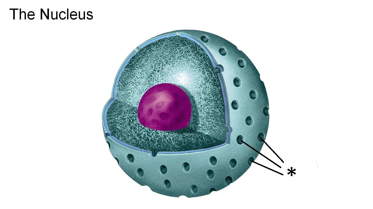 Ядро клетки окружено