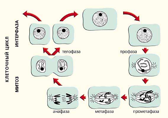 Размножение клетки жизненный цикл. Схема стадий жизненного цикла клетки. Стадии жизненного цикла клетки митоз. Жизненный цикл клетки митоз схема. Стадия жизненного цикла клетки схема.