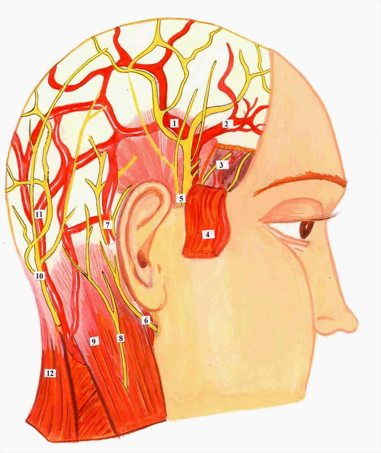 Нервы на лбу. Тройничный нерв на голове. Тройничный нерв анатомия мозг. Нервные окончания на голове. Нервные окончания головы и шеи.