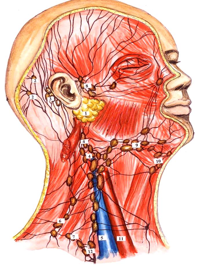 Лимфоузел в мышце. Лимфатическая система головы человека анатомия. Лимфатическая система лица и шеи анатомия. Лимфатическая система человека анатомия шеи. Лимфатическая система головы лба и шеи анатомия.