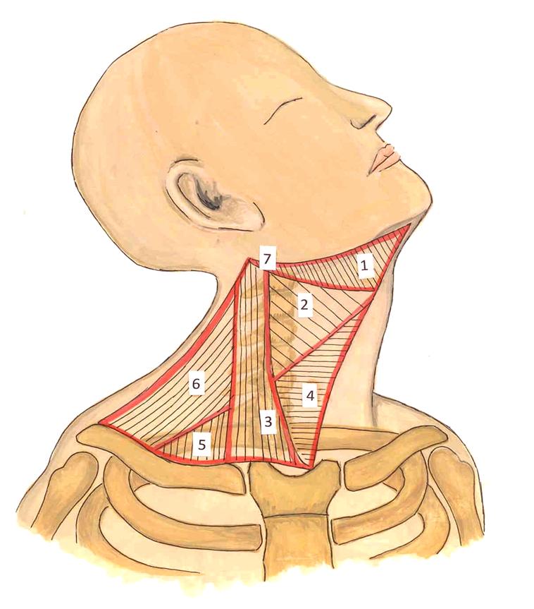 Лестничные мышцы анатомия. Лестнично Позвоночный треугольник шеи. Лестничноеипозовночный треугольник. Лестнично Позвоночный треугольник топографическая анатомия. Лестнично Позвоночный треугольник шеи топография.