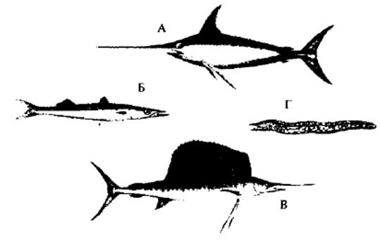 Форма тела торпедообразная у каких рыб. Строение рыбы меч. Внутреннее строение рыбы меч. Рыба меч строение тела. Рыба меч размножение.