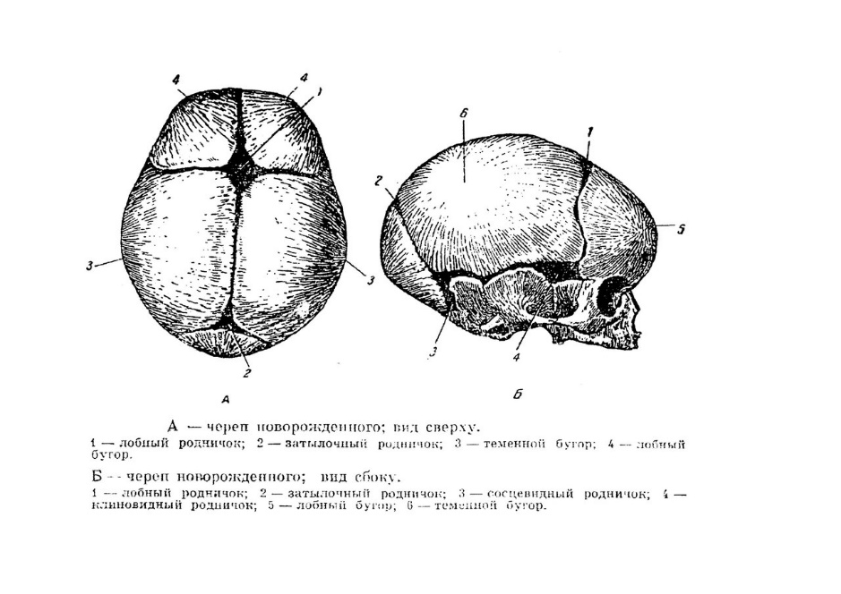 Виды родничков. Роднички черепа новорожденного. Роднички у новорожденных анатомия. Роднички черепа схема. Череп новорожденного вид сверху.