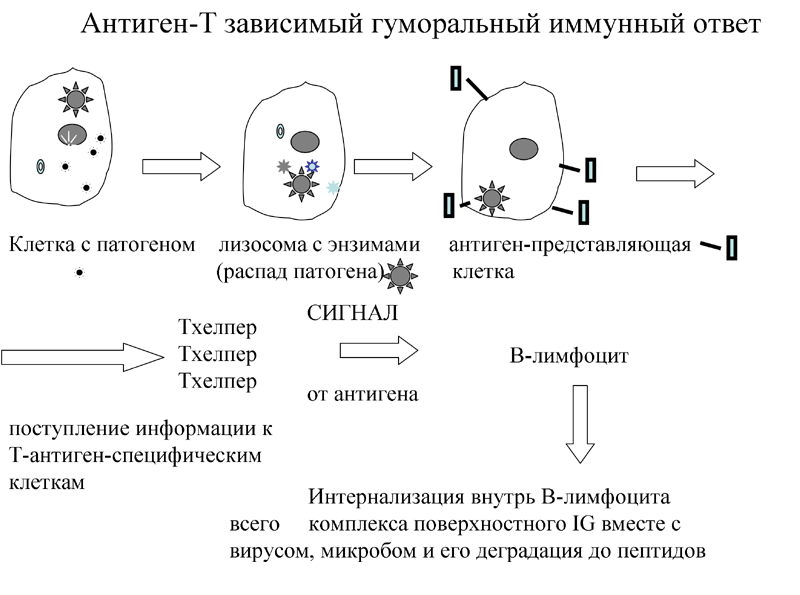 Т зависимые. Т независимый гуморальный иммунный ответ характеризуется. Механизм образования антител схема. Схемы иммунного ответа на т зависимые антигены. Механизм образования гуморального иммунитета схема.