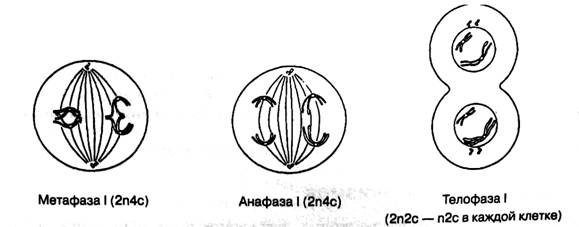 Анафаза I (2п4с). 