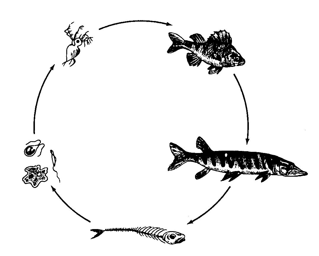 Цепи питания на озерах. Схема круговорота веществ в сообществе водоема. Круговорот цепи питания в водоеме. Схема круговорота веществ в водоеме. Круговорот веществ в сообществе водоема 3.