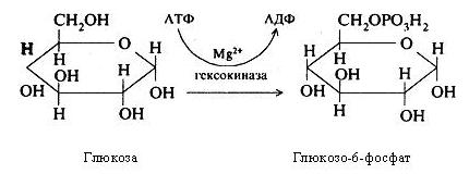 Атф глюкоза адф. Реакцию АТФ+Глюкоза АДФ глюкозо 6 фосфат катализирует фермент. Глюкоза АТФ глюкозо-6-фосфат. Глюкоза плюс АТФ получается глюкозо-6-фосфат. АТФ--->АДФ Глюкоза --------------> глюкозо-6-фосфат фермент катализирующий.