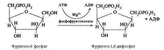Превращение фруктозы. Д фруктозо 1 фосфат. Превращение фруктозо-6-фосфата во фруктозо-1.6-дифосфат. 1 6 Дифосфат д фруктозы. Фруктозо 6 фосфат АТФ фруктозо 1 6 дифосфат АДФ.