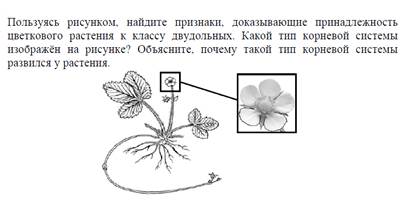 В приведенном ниже списке названы органы растения. Задание по биологии растений. Растения изображенные на рисунке. Задания по ботанике. Определите класс цветкового растения.