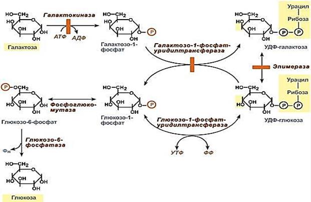Ферменты превращения глюкозы в гликоген. Синтез гликогена глюкозо 1 фосфат. Галактоза АТФ галактоза-1-фосфат АДФ. Превращение Глюкозы в гликоген. Галактоза 6 фосфат.