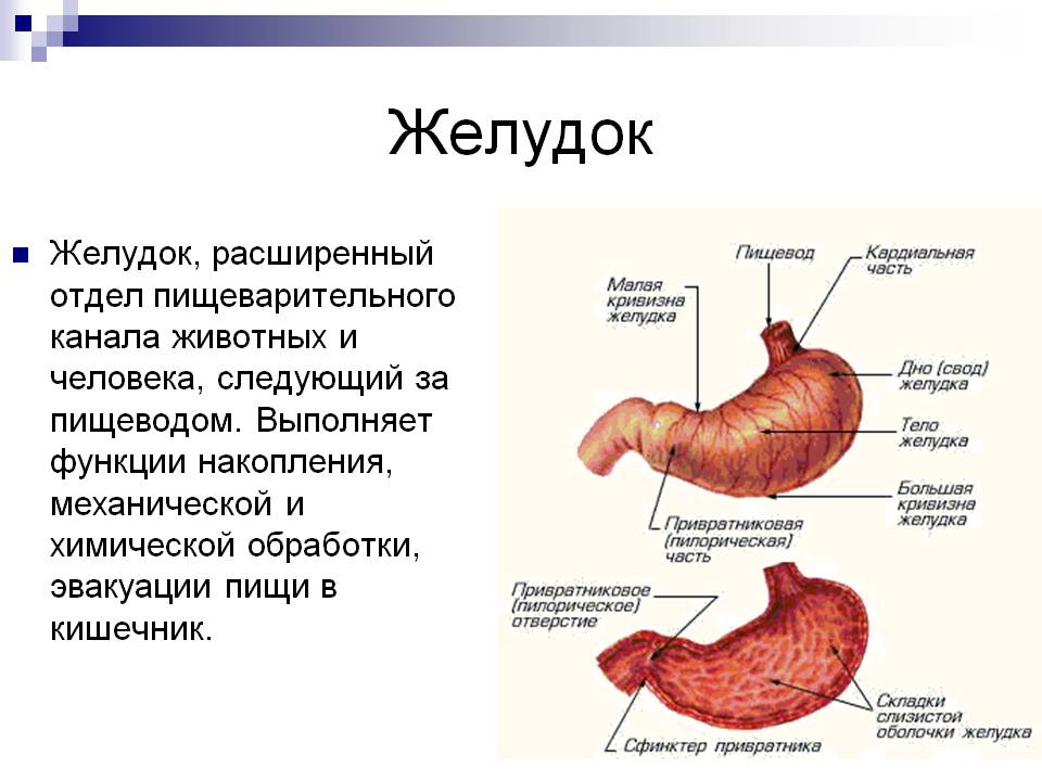 Внутреннее строение желудка. Строение желудка и его функции. Функции желудка анатомия. Отдел строение функции желудок. Желудок человека анатомия строение и функции человеческого.