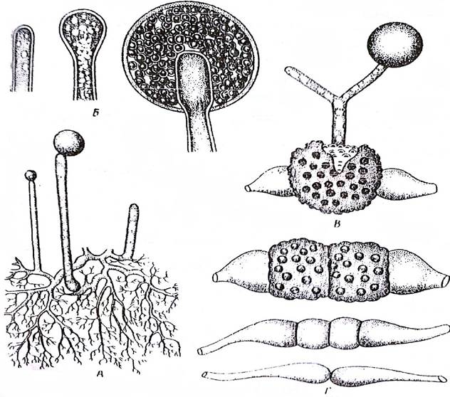 Размножение мукора. Мукор мицелий. Жизненный цикл мукора. Мицелий мукоровых. Хитридиомицеты мицелий.