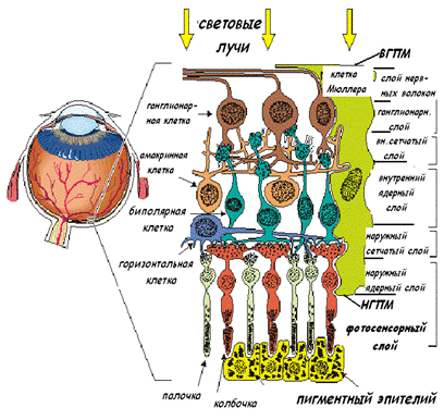 Клетки связаны