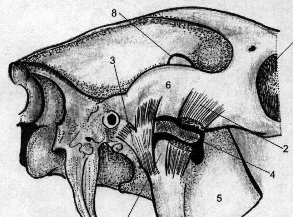 Соединение нижнечелюстной и височных костей. ВНЧС анатомия кости. Височно челюстной сустав лошади. Ыисочнонижнеяелюстной сустав лошади.