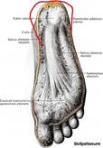 Foot muscle. Мышцы стопы анатомия подошвенная. Подошвенный апоневроз aponeurosis plantaris. Мышцы стопы подошвенная борозда. Мышцы подошвенной поверхности стопы анатомия.