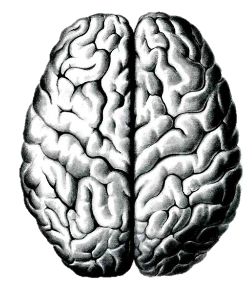 Доли головного мозга вид сбоку. Извилины головного мозга вид сверху. Полушария головного мозга вид сверху борозды и извилины. Продольная борозда головного мозга. Извилины брюс