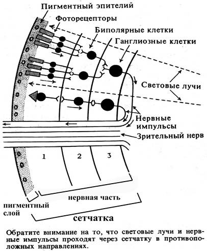 Схема сенсорные преобразования в фоторецепторах