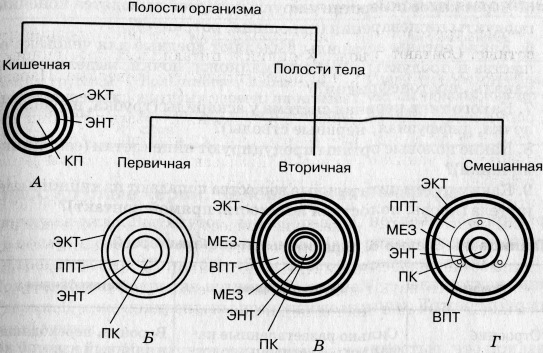 Полости тела перечислить. Полости тела первичная вторичная смешанная таблица. Смешанная полость тела миксоцель. Полости тела первичная . Вторичная и миксоцель. Полости тела схема.