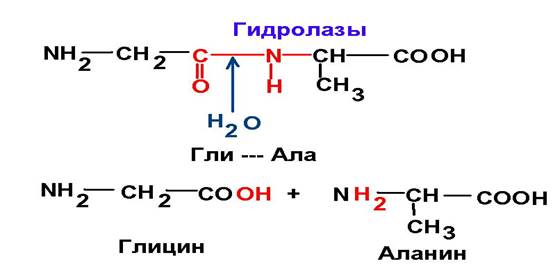 Класс гидролаз. Гидролазы примеры реакций. Гидролазыазы примеры реакций. Гидролазы катализируют реакции. Примеры гидролазы ферментов реакции.