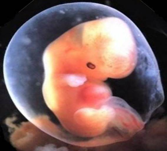Как выглядит малыш в 6 недель беременности фото