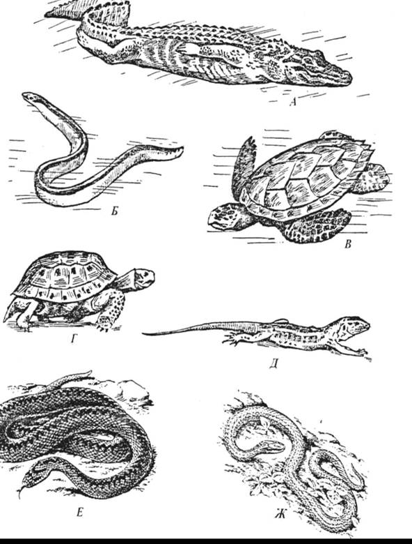 К пресмыкающимся относятся жабы змеи. Пресмыкающиеся отряды пресмыкающихся. Форма тела рептилий. Рисование пресмыкающихся. Пресноводные рептилии.