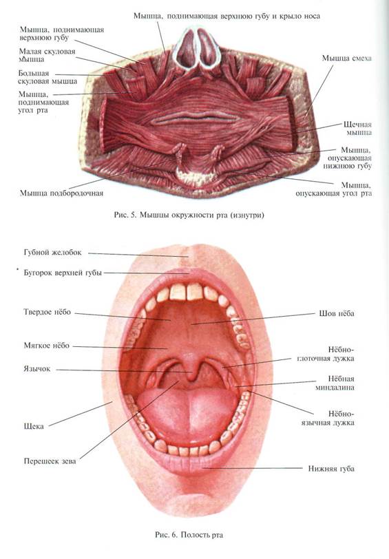Внутренняя часть рта. Ротовая полость анатомия латынь. Строение внутренней части рта. Верхняя губа строение анатомия.